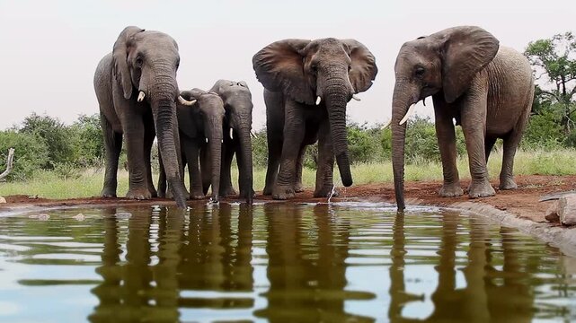 Four African bush elephants drinking front view in waterhole  in Greater Kruger National park, South Africa ; Specie Loxodonta africana family of Elephantidae