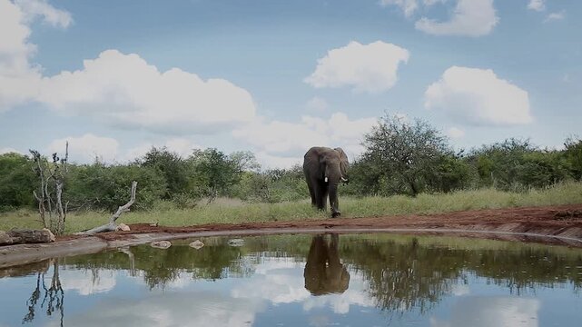 African bush elephant walking  front view to waterhole in Greater Kruger National park, South Africa ; Specie Loxodonta africana family of Elephantidae