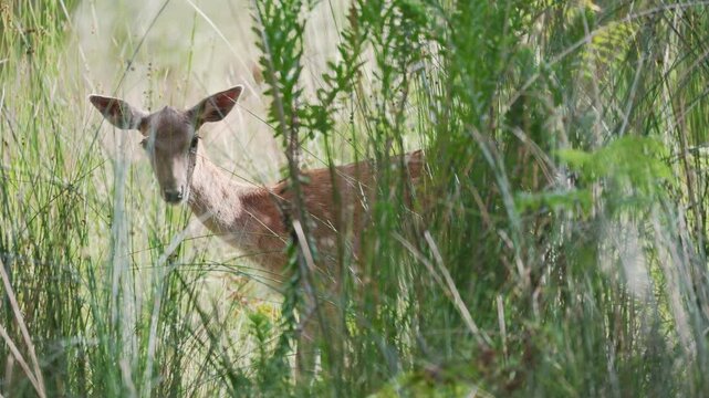 Deer spotted in tall grass during a sunny day in a natural setting