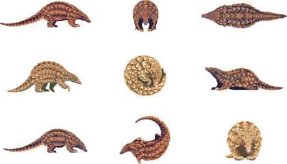 Obraz premium Collection of pangolin illustrations showing various poses and movements of the endangered mammal species