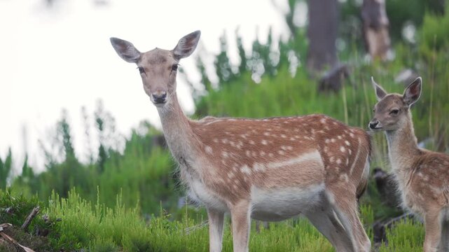 Fallow deer grazing in a green meadow during the day