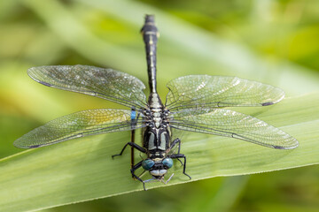 a close-up macro view of a wild dragonfly with transparent wings and blue eyes resting on a green leaf against a soft blurred background. and eats another little dragonfly © Pavlo