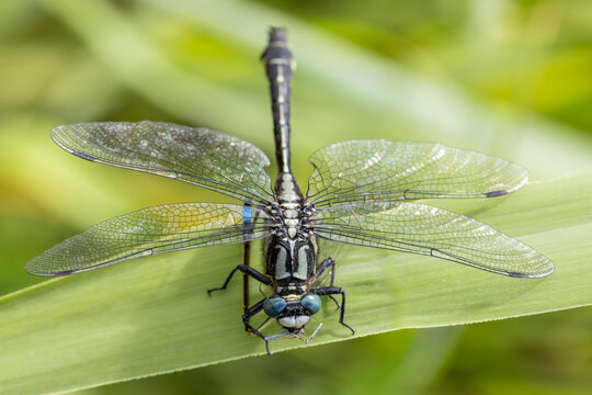 a close-up macro view of a wild dragonfly with transparent wings and blue eyes resting on a green leaf against a soft blurred background. and eats another little dragonfly