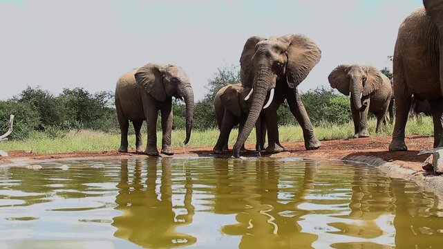 Small group of African bush elephant drinking in waterhole in Greater Kruger National park, South Africa ; Specie Loxodonta africana family of Elephantidae