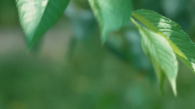 Close-up of Tree Leaves