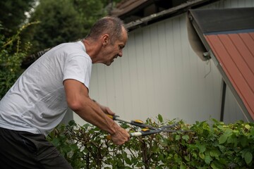 Osoba przycina żywopłot nożycami ręcznymi w przydomowym ogrodzie w słoneczny letni dzień © siwyk