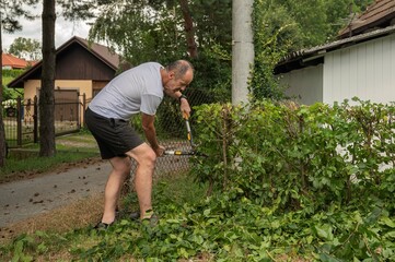 Osoba przycina żywopłot nożycami ręcznymi w przydomowym ogrodzie w słoneczny letni dzień © siwyk