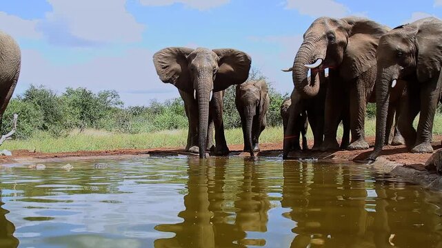 Small group of African bush elephant with calf drinking in waterhole in Greater Kruger National park, South Africa ; Specie Loxodonta africana family of Elephantidae
