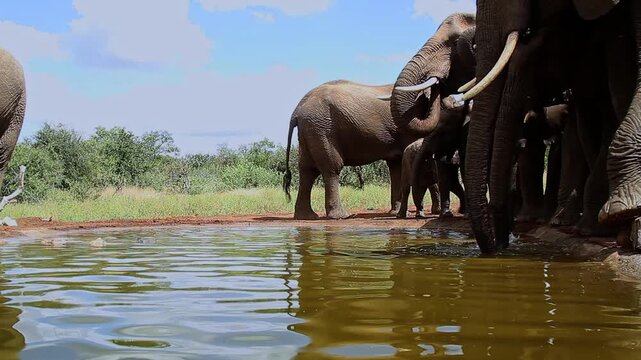 Small group of African bush elephant with calf drinking in waterhole in Greater Kruger National park, South Africa ; Specie Loxodonta africana family of Elephantidae