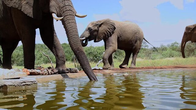 Two African bush elephants drinking in waterhole wide angle view in Greater Kruger National park, South Africa ; Specie Loxodonta africana family of Elephantidae