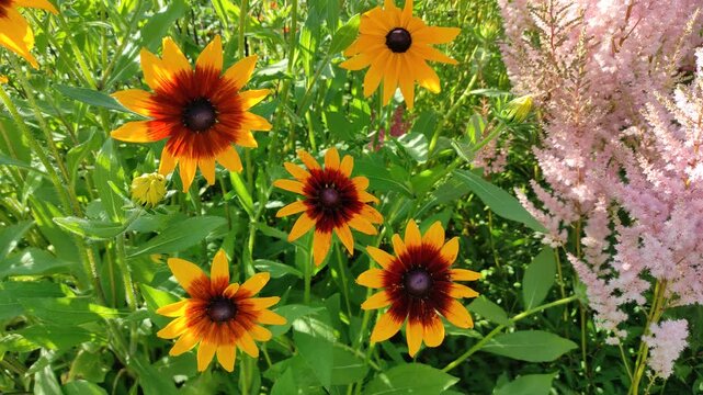 Rudbeckia flowers in the garden