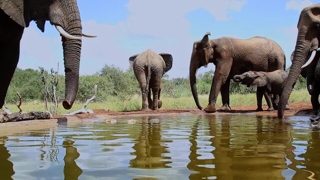 Small group of African bush elephant with calf drinking in waterhole in Greater Kruger National park, South Africa ; Specie Loxodonta africana family of Elephantidae