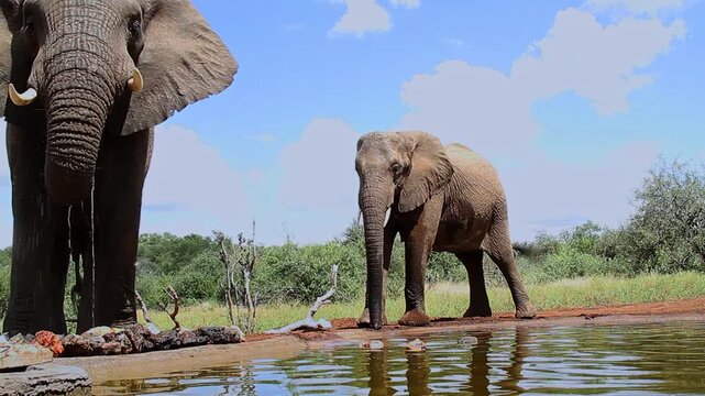 Two African bush elephants drinking in waterhole wide angle view in Greater Kruger National park, South Africa ; Specie Loxodonta africana family of Elephantidae