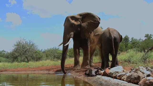 Two African bush elephants spreading sand and drinking in waterhole in Greater Kruger National park, South Africa ; Specie Loxodonta africana family of Elephantidae