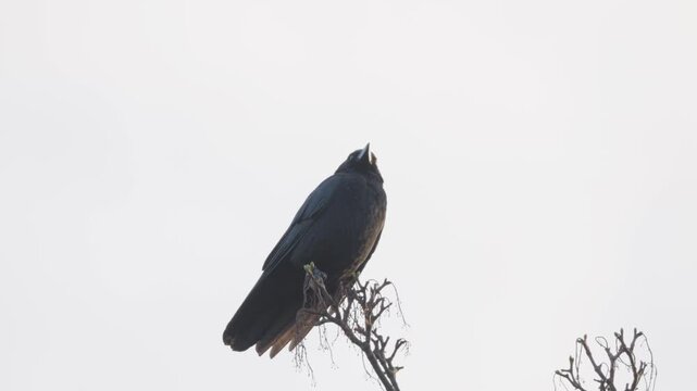 Black bird, rook or crow sitting on a branch high up in a tree