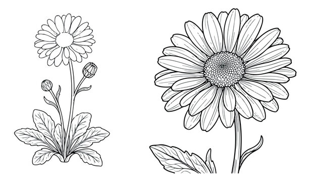 Botanical daisy line art illustration, hand drawn chamomile flower vector set, black and white floral coloring page elements for garden design