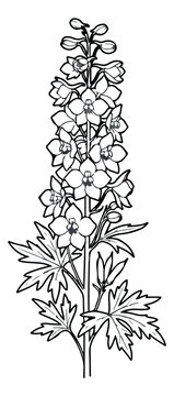 Vintage delphinium flower line art vector, botanical larkspur blossom illustration, hand drawn floral sketch for wedding invitations and garden decor