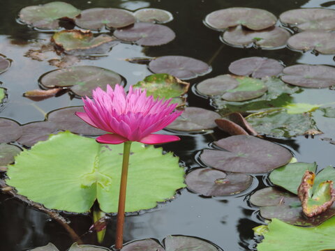 Esta &eacute; uma ninf&eacute;ia rosa, popularmente conhecida como l&oacute;tus ou nen&uacute;far.
&Eacute; uma planta aqu&aacute;tica com folhas grandes e arredondadas que flutuam sobre a &aacute;gua.