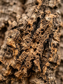 Polished mineral layers and wood grain of petrified fossil