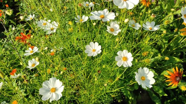 Cosmos flowers