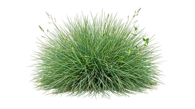 Blue fescue grass plant isolated on transparent background
