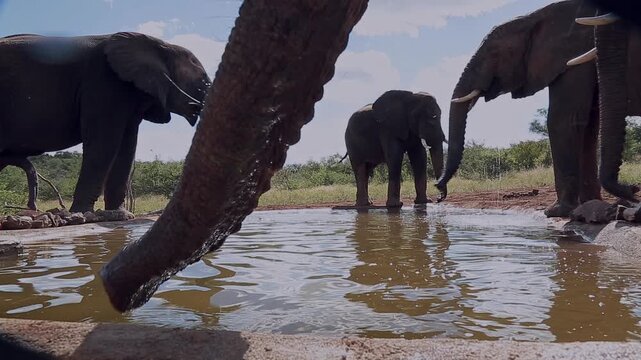 African bush elephant drinking and one trunk in foreground in Greater Kruger National park, South Africa ; Specie Loxodonta africana family of Elephantidae