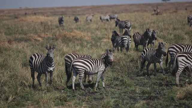 Zebra Zebras on Kenyan African grassland landscape during July great migration eating grass and food from natural landscape of the Maasai Mara national park reserve in Kenya during safari into bush 4k