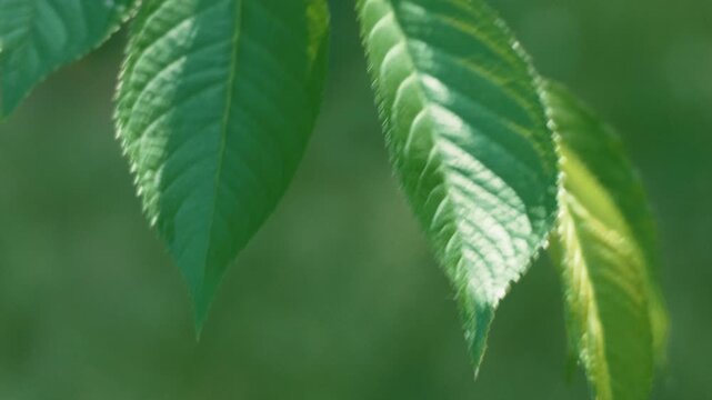 Close-up of Tree Leaves