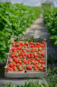 Freshly harvested strawberries in cardboard punnets on a farm field.