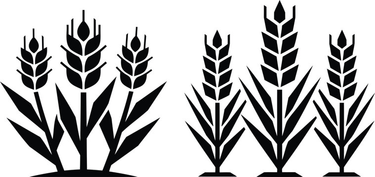 Black wheat stalks and grain ears icons set