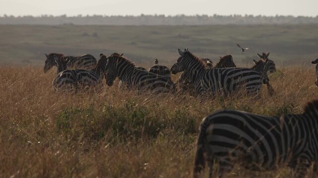 Active dazzle of Zebra zebras move quickly at African savannah grassland in the Maasai Mara national wildlife park reserve in Kenya, Africa as animals rush through tall grass in slow motion slo mo 4k