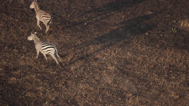 Active dazzle of Zebra zebras move quickly at African savannah grassland in the Maasai Mara national wildlife park reserve in Kenya, Africa as animals rush through tall grass in slow motion slo mo 4k