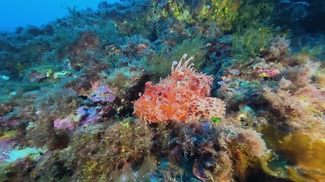 Undersea life - Red scorpion fish stills at the seabed