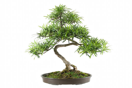 Elegant S Shaped Podocarpus Bonsai Tree in Oval Ceramic Pot