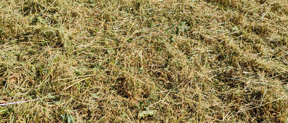 Freshly cut dry yellow hay on a summer meadow texture background pattern © agrus_aiart