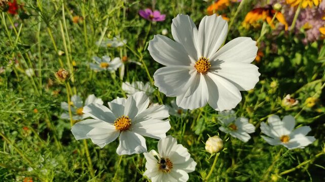 Cosmos flowers and a bee.