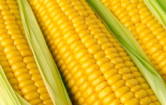 Corn heads close up macro background