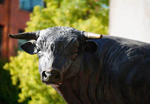 Durham, NC - USA - 7-15-2026: "Major", the bull sculpture by artists Michael Waller and Leah Foushee, in downtown Durham