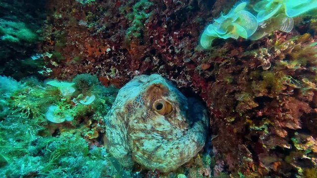 Common mediterranean octopus stills in a colorful underwater scene