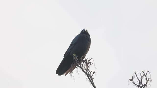 Black bird, rook or crow sitting on a branch high up in a tree