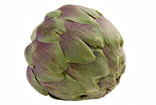 Fresh Whole Green and Purple Globe Artichoke