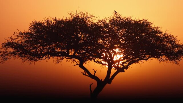 Classic landscape nature natural view of African tree on grassland Savannah during golden hour with sun sunset beaming through branches on Kenya African safari in Maasai Mara national park reserve 4k