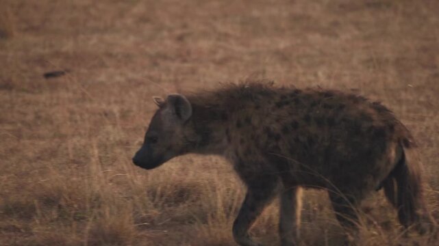 Single individual hyena carnivore and scavenger mammal moving independently through grassland savannah on Kenya safari in Masai Mara national park wildlife reserve in Africa