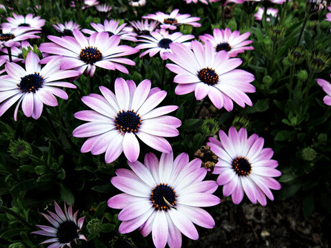 Margarida do cabo