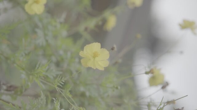 Flowers slog2