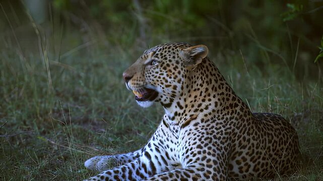 Leopard yawns widely showing its pink tongue and sharp teeth in the grass