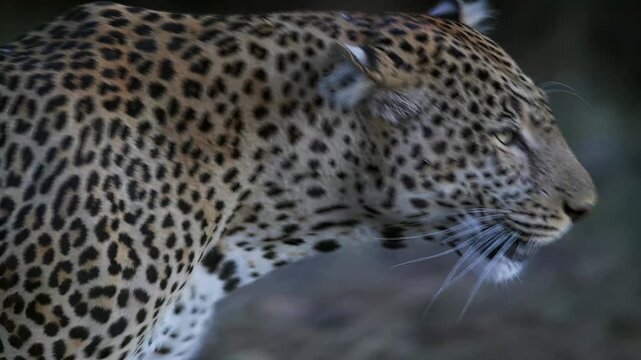 Leopard's spotted coat and face detail in natural habitat