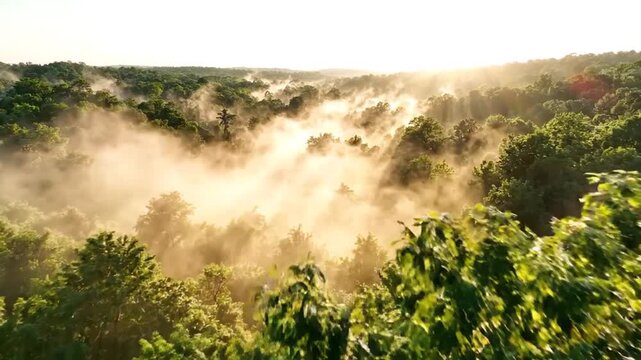Misty Sunrise Over Lush Forest: The golden sun pierces through a thick morning mist, illuminating a dense canopy of lush green trees, creating an ethereal and tranquil natural landscape.