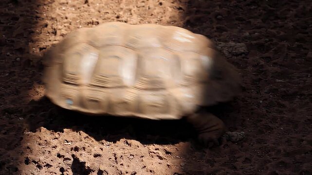 Close-up of a large tortoise slowly walking on dry, dusty ground in sunlight