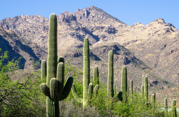 Stand of saguaro cacti in the foothills of the Catalina Mountains in Tucson, Arizona © A. Brownfield Brown